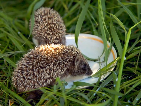 Nuestro animales bebes - Animales bebés de Europa