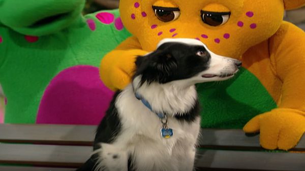Barney - Mascotas