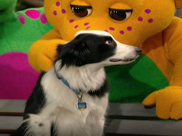 Barney - Mascotas