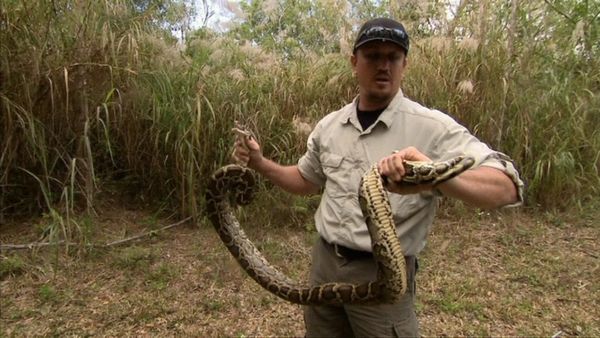 Python Hunters - Episodio 3