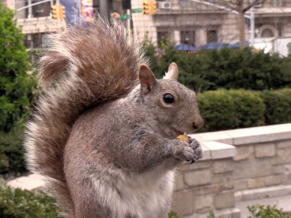 MTV Trolling - Episodio 113