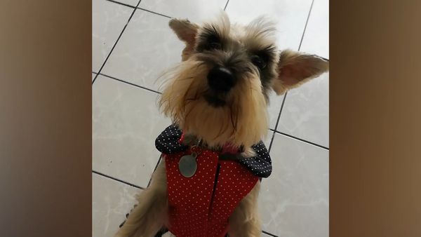 Las Mejores Mascotas - Episodio 49