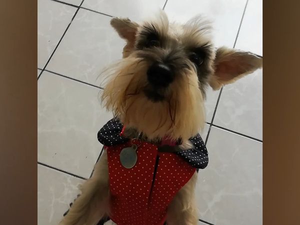 Las Mejores Mascotas - Episodio 49