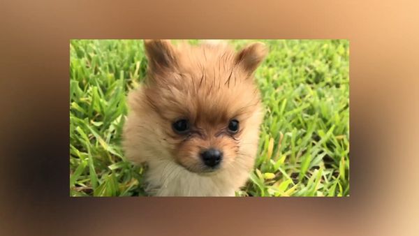 Las Mejores Mascotas - Episodio 43