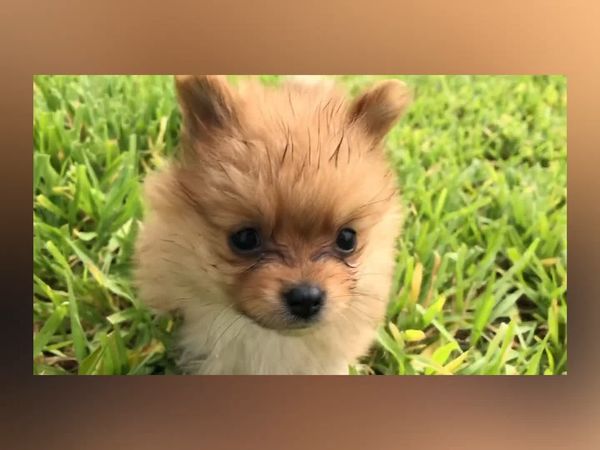 Las Mejores Mascotas - Episodio 43