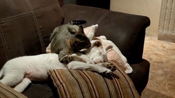 Las Mejores Mascotas - Episodio 40