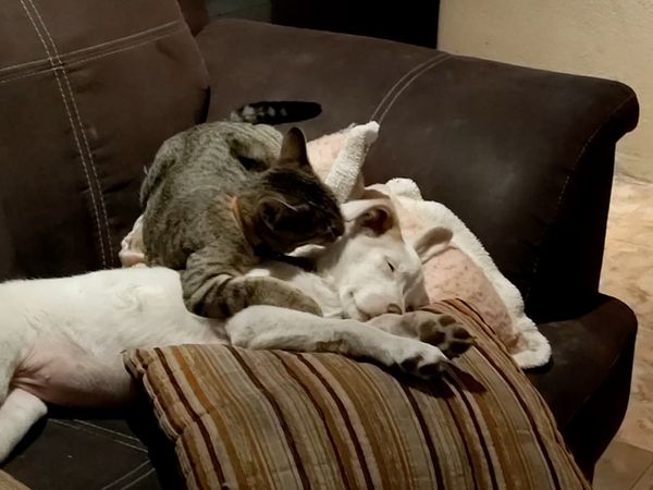 Las Mejores Mascotas - Episodio 40