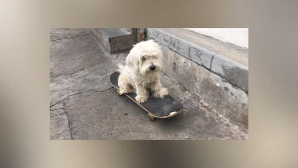 Las Mejores Mascotas - Episodio 41
