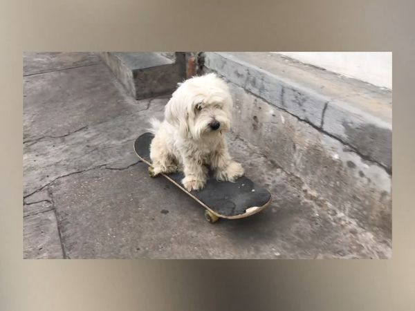 Las Mejores Mascotas - Episodio 41