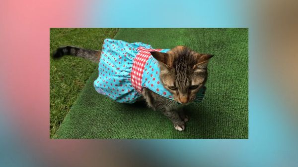 Las Mejores Mascotas - Episodio 35