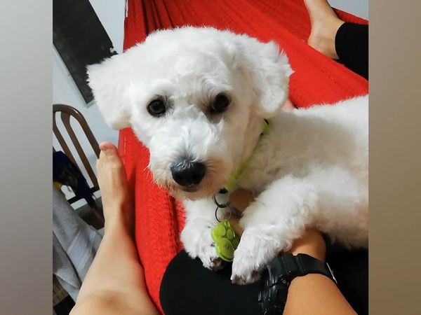 Las Mejores Mascotas - Episodio 38