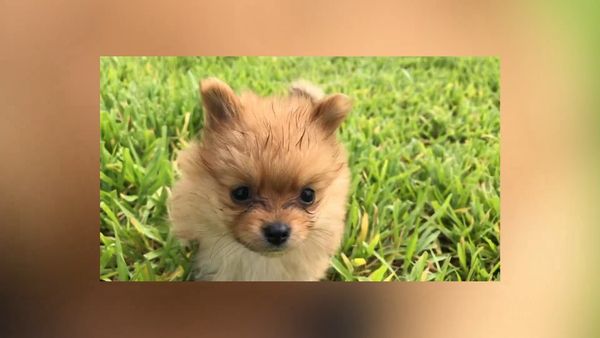 Las Mejores Mascotas - Episodio 34