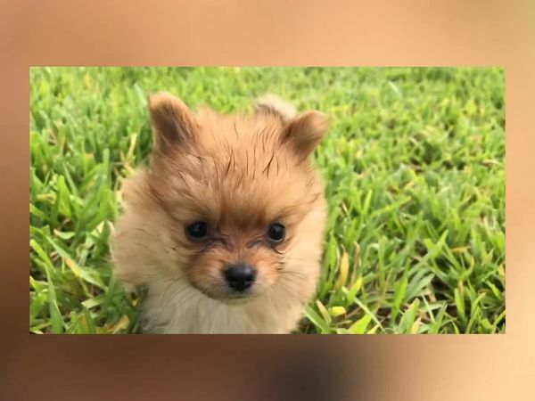 Las Mejores Mascotas - Episodio 34