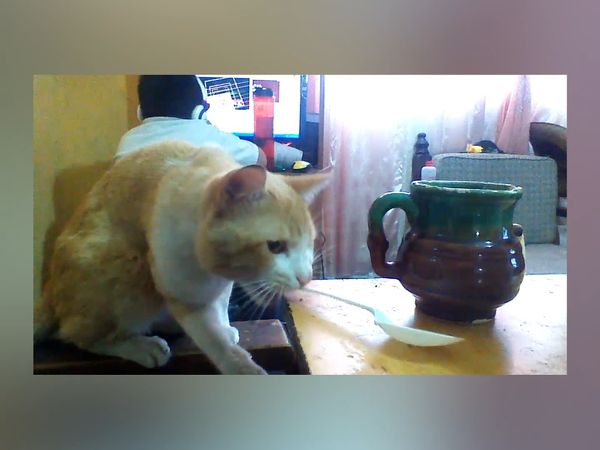 Las Mejores Mascotas - Episodio 30
