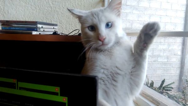 Las Mejores Mascotas - Episodio 29