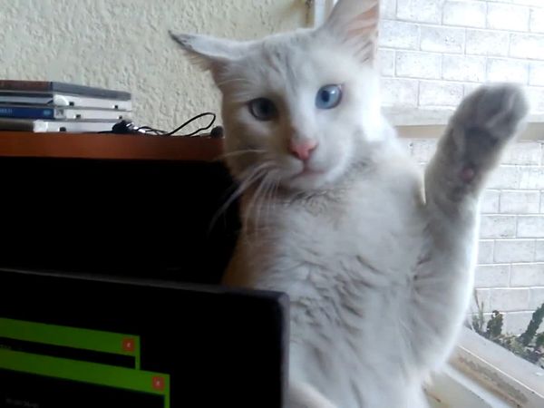 Las Mejores Mascotas - Episodio 29