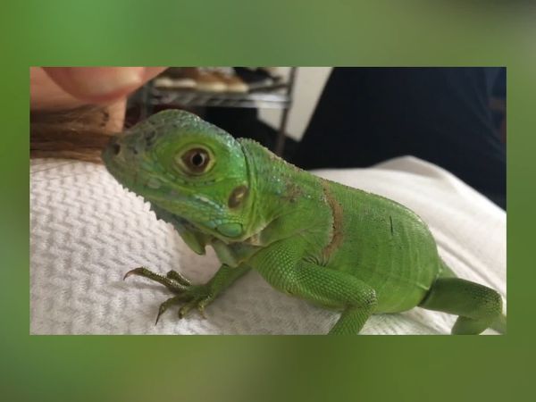 Las Mejores Mascotas - Episodio 28