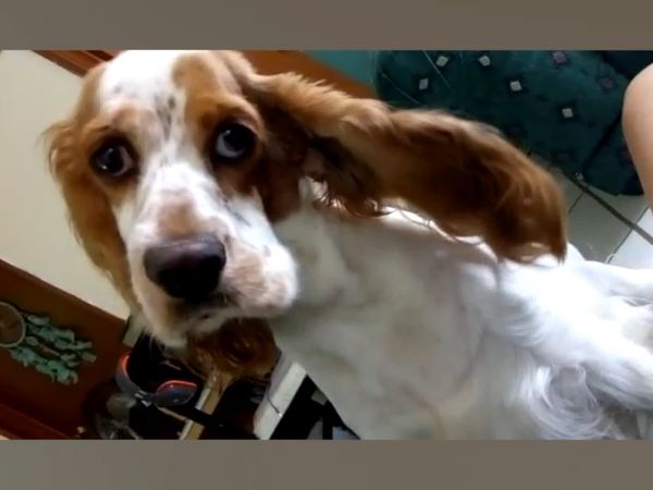 Las Mejores Mascotas - Episodio 27