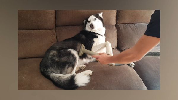 Las Mejores Mascotas - Episodio 24