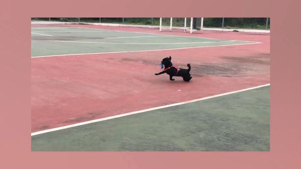 Las Mejores Mascotas - Episodio 23