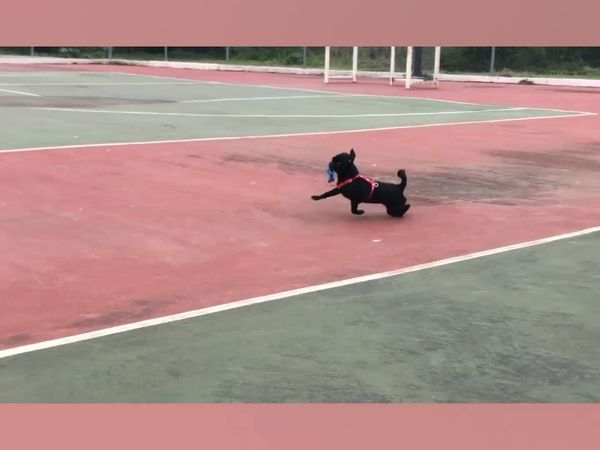 Las Mejores Mascotas - Episodio 23