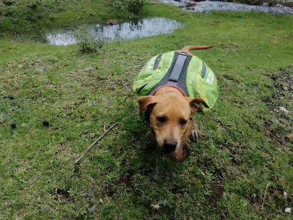 Las Mejores Mascotas - Episodio 3