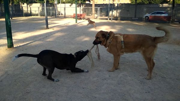Las Mejores Mascotas - Episodio 15