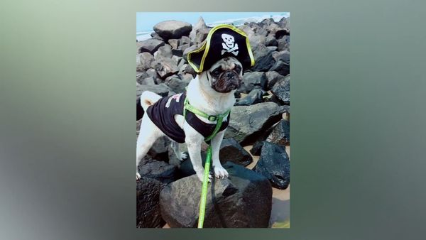 Las Mejores Mascotas - Episodio 14