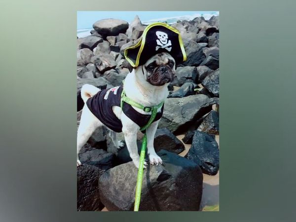 Las Mejores Mascotas - Episodio 14