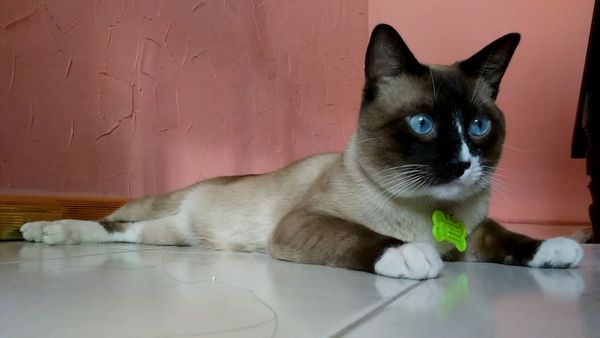 Las Mejores Mascotas - Episodio 20