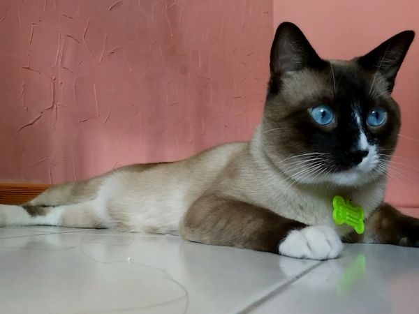 Las Mejores Mascotas - Episodio 20