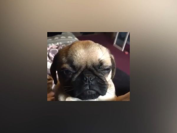 Las Mejores Mascotas - Episodio 12