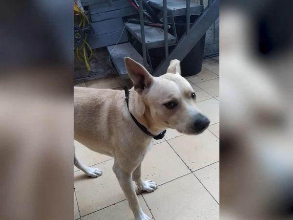 Las Mejores Mascotas - Episodio 9