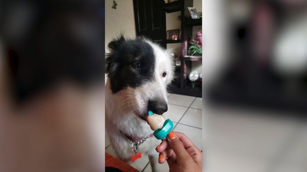 Las Mejores Mascotas - Episodio 11