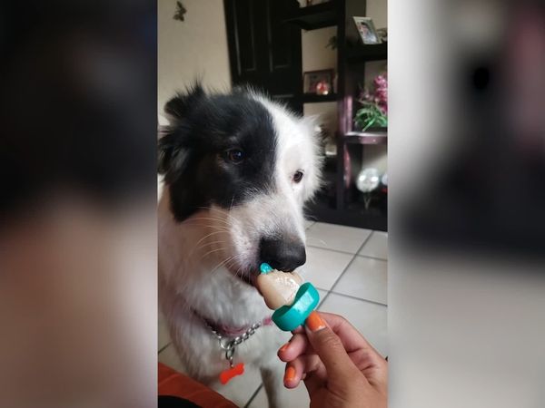 Las Mejores Mascotas - Episodio 11