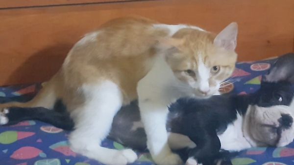 Las Mejores Mascotas - Episodio 2