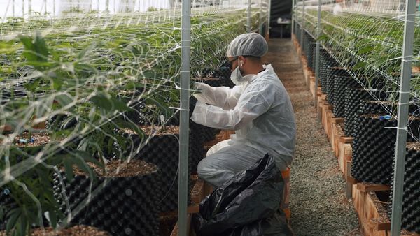 The Future Is Cannabis - The Future Is Cannabis