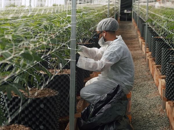 The Future Is Cannabis - The Future Is Cannabis