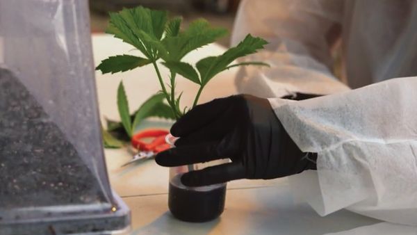 The Future Is Cannabis - The Future Is Cannabis