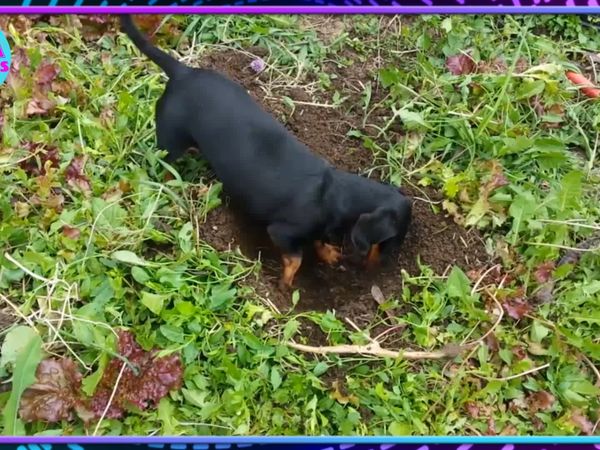 Jaja Animales - Perros, Gatos Y Más