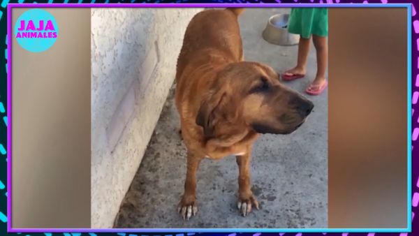 Jaja Animales - Las Mascotas Son Las Mejores