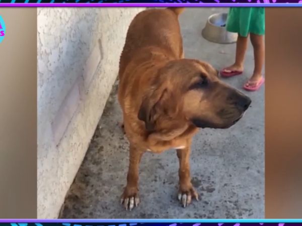 Jaja Animales - Las Mascotas Son Las Mejores