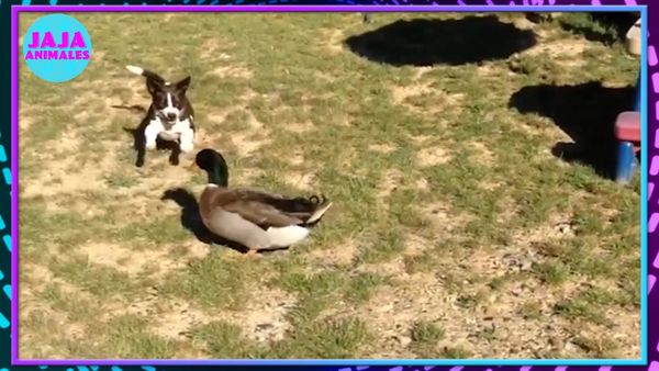 Jaja Animales - Videos Divertidos De Animales