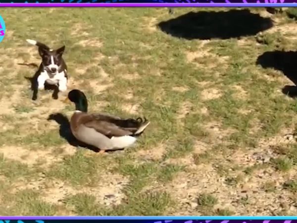 Jaja Animales - Videos Divertidos De Animales