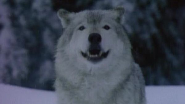 MacGyver - Mask of the Wolf
