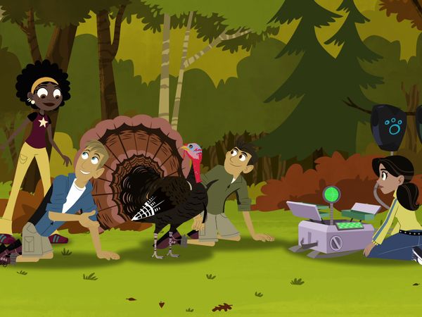 Wild Kratts - El pavo salvaje