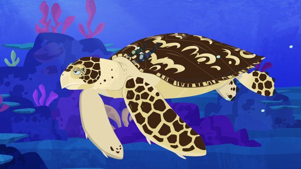 Wild Kratts - Conozcan a las tortugas