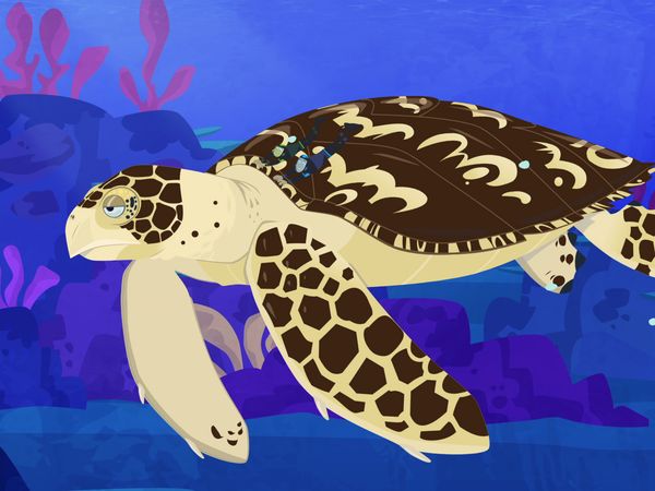 Wild Kratts - Conozcan a las tortugas