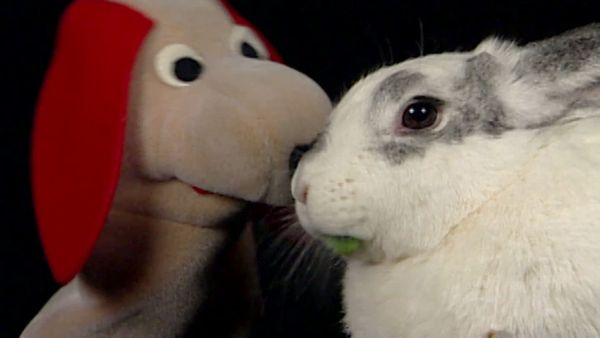 Baby Einstein Classics: Animal Favorites - Animals Around Me
