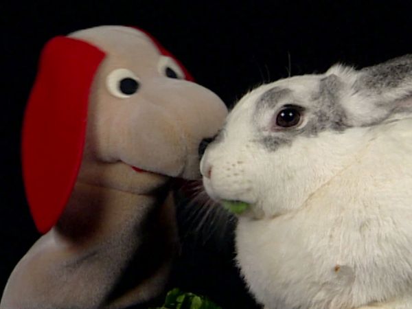 Baby Einstein Classics: Animal Favorites - Animals Around Me